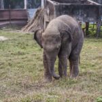 2024-10 - Népal - J11 - Parc National de Chitwan - 126